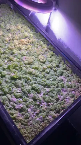Every time I walk into the bathroom, I just wanna start playing with it. I can’t. ##plants##coolshit##cool##post##fyp