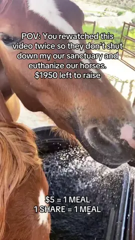 Every kind comment would mean a world to me #horses #shelter #sanctuary #animalsoftiktok #horsefarm       