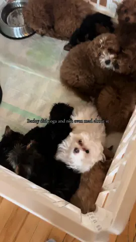 You can adopt them too 🥹 #puppyyoga #puppyyogachicago #malshi #puppy #yoga 