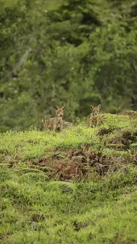 Filming Coyotes!!🐺 My spiritual animal…🪶 In the place where I live, Coyotes are very shy, they always avoid people and is very hard to spot them In the day light. I spend 7 years trying to photograph them and today, I had this wonderful encounter, I just can’t show how happy I’m through words but this was, one of the happiest moments of my life as Wildlife photographer.📷🐾👣 . #wildtropics #photo #costarica🇨🇷 #photography #photographer       