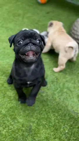 Happy little cutie 