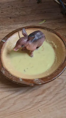 #viraltiktok #fy #armadillo #hacienda #sanmiguelito @Gabriel Coimbra 