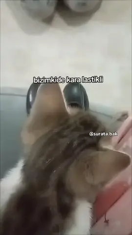 iyi Ersan abi senden #ersandiamond #ayakkabı #kedi #yavrukedi #esnaf 