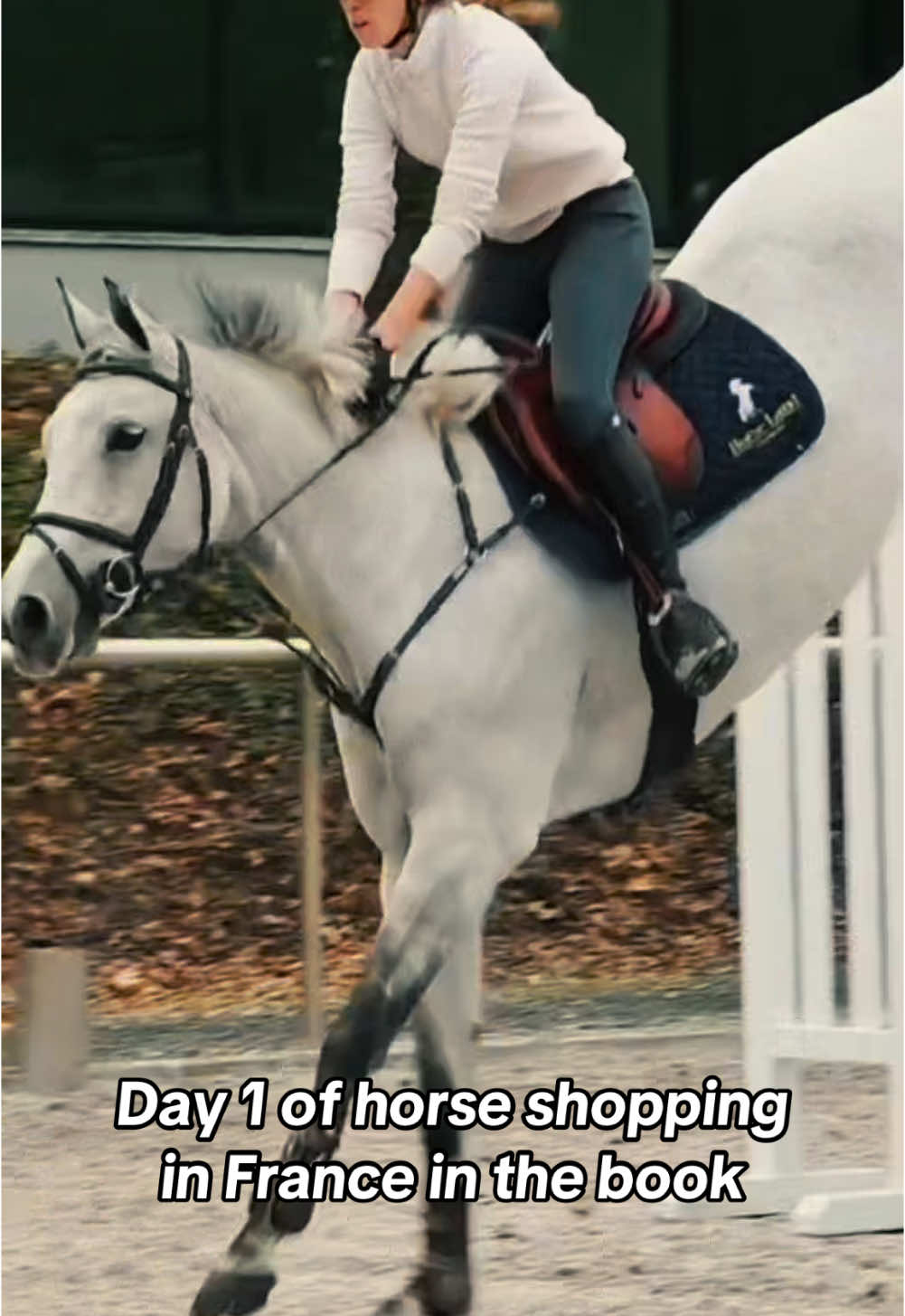 Today was jumper days … found a couple of cool gals. And one Eq horse … stay tuned for day 2. #horse #equestrian #horsetok #hunterjumper #showjumping #equitation #warmblood #CapCut 