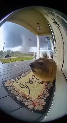 Hyrax (Awawa) gets mad at the wind and screams at my door 😂😂 #hyrax #awawa #wind #tornado 