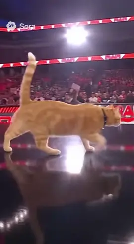 Part 14 | #cat #foryou #viral #WWE #sora 