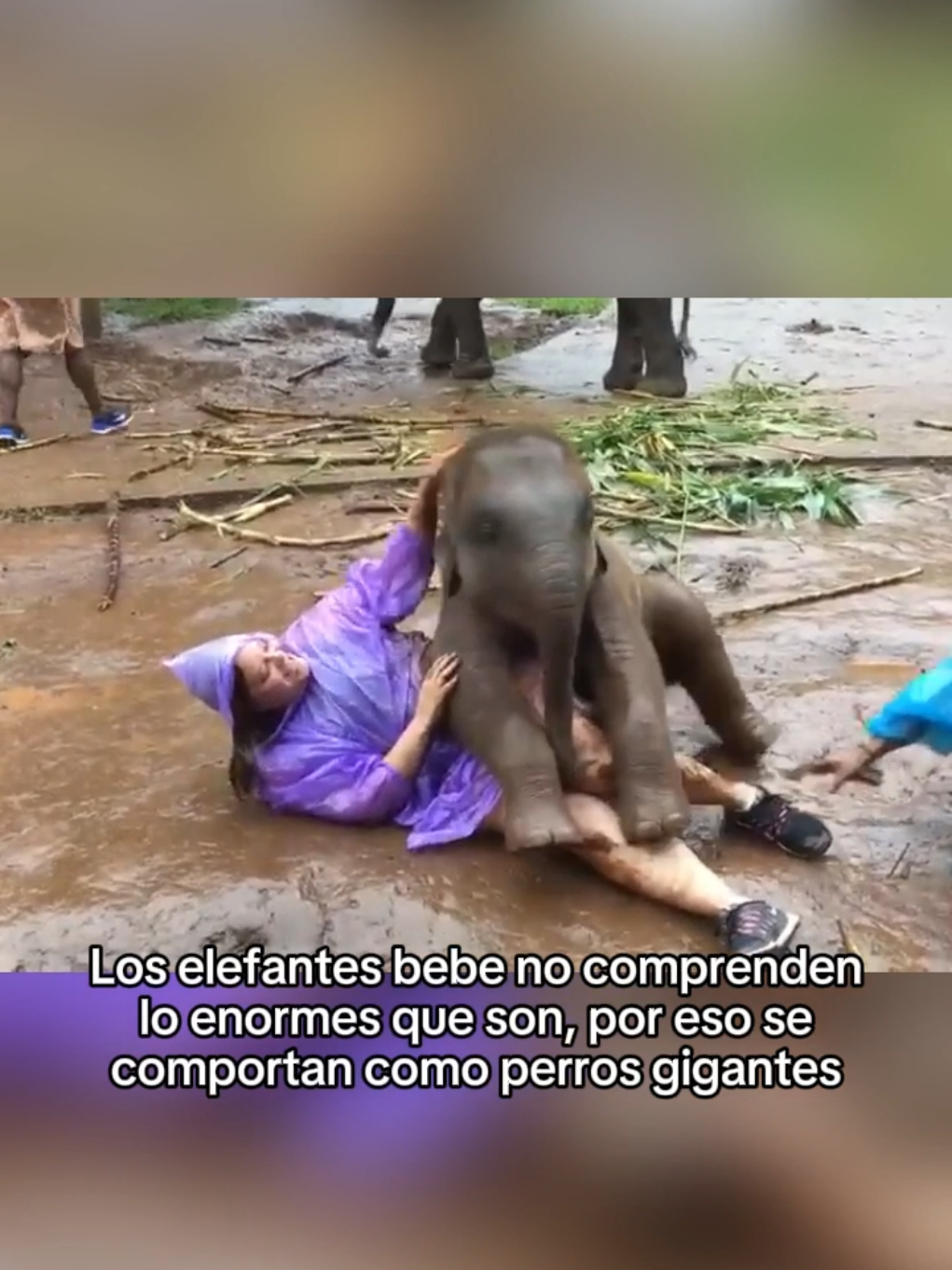 Los animales son muy puros para nosotros #wholesome #animals #animales #mascotas #fyp 