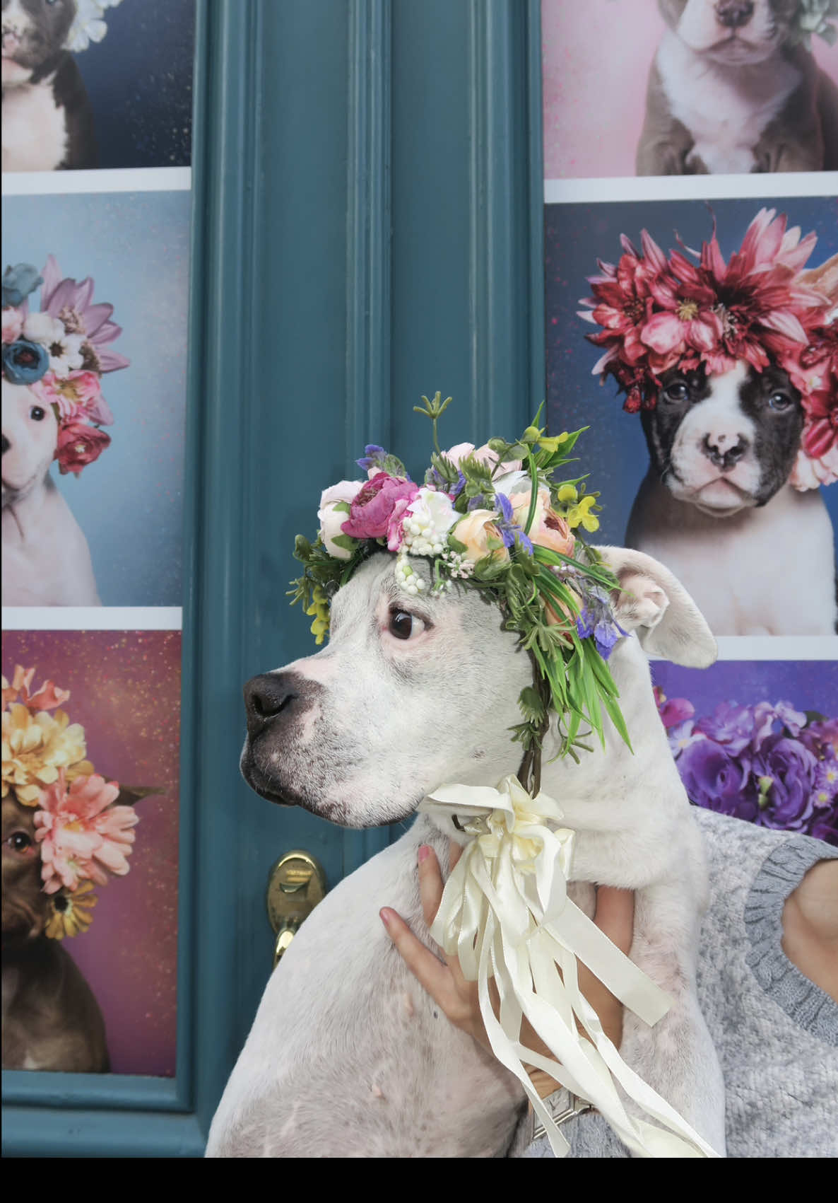 PIT BULL FLOWER POWER 🌸🐾 “For decades, pit bulls have been demonized by society and portrayed as hellhounds. They've become the most feared, hated, and abused of all companion animals. Some cities and even entire countries ban them, while the media persist in associating them with viciousness. This unjust reputation has sealed the fate of millions of dogs, who face prejudice around the world, languish in shelters where they are the most euthanized. In the U.S. alone, hundreds of thousands of pit bulls are euthanized every year. Since 2014, I have been taking photographs of adoptable pit bulls, for free, from all around the United States. Many had been waiting for homes for years. The portraits celebrate these dogs' inherent personality, vulnerability, and individuality and have not only led to hundreds of dogs finding loving, forever homes, but have spurred efforts to destigmatize an animal whose reputation for violence says more about us than the characters of the dogs themselves.” -Sophie Gamand @SophieGamand  My mom has been inspired by Sophie's work since the start. She started fostering pit bulls as a teenager and later presented her thesis on Breed-Specific Legislation. Her passion for advocating for my misunderstood breed led her to rescuing me. Sometimes people are afraid to meet me. Sometimes they cross the street when they see me. Sometimes they judge me before I even get the chance to say hello. Every day, I try to show the world that we are not the monsters they've made us out to be. We are gentle souls with strong hearts, loyal to the core, and full of unconditional love. All we need is a chance to be seen, to be understood, and to be welcomed with open hearts. Every House Hippo deserves the chance to bloom 🤍 You can visit Sophie's exhibit in Seaport till June 2026 💐 thank you @Photoville & @The Seaport   #pitbull #pitbullflowerpower #sophiegamand #dontbullymybreed 