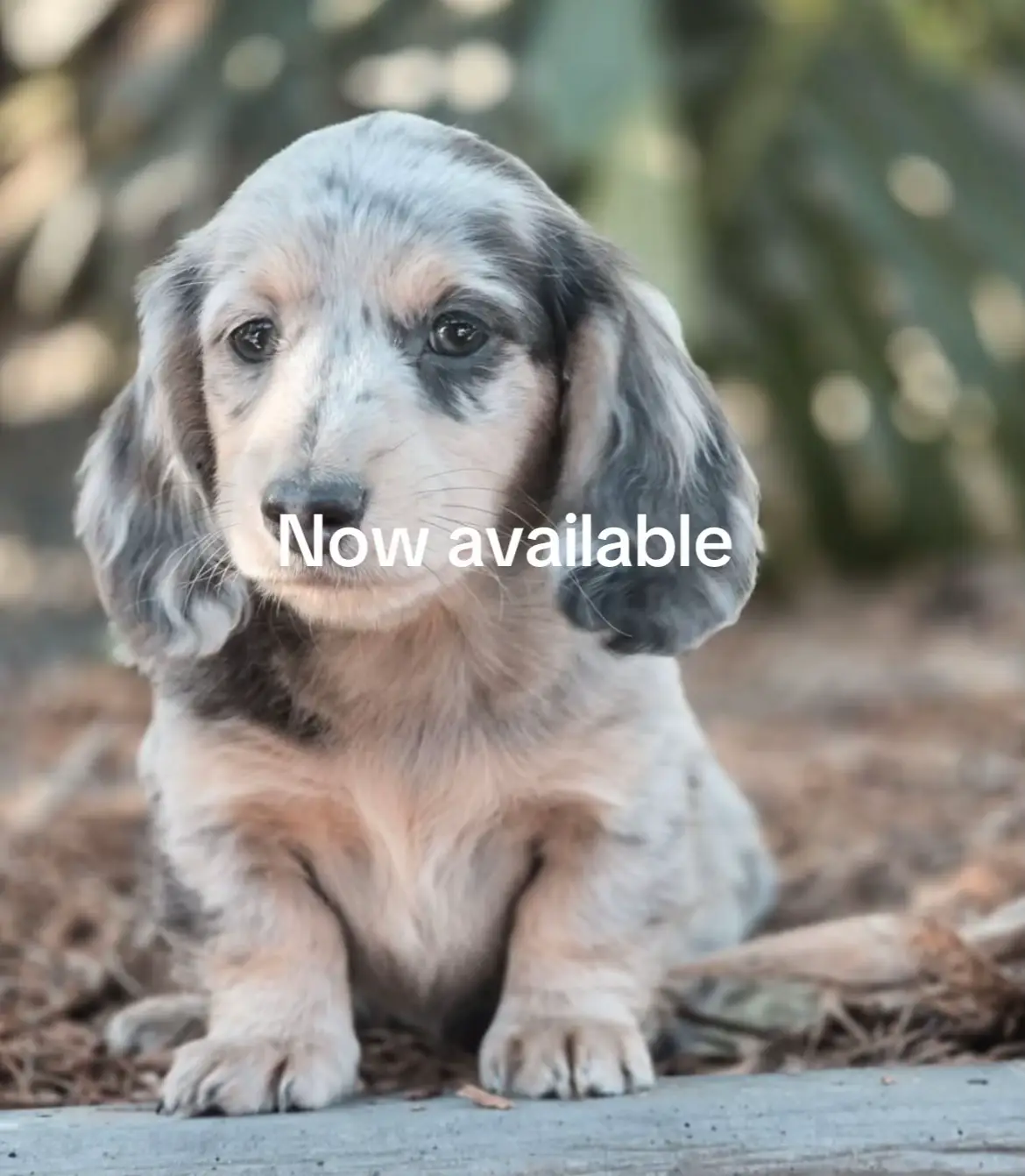🐶 “Long body, endless love! 💕 Ready to melt your heart 🐾 #DachshundPuppy #DogTok #Fyp #PuppyAdoption”
