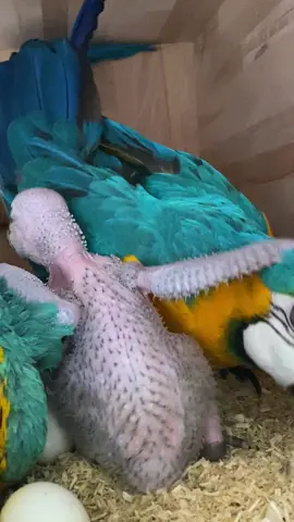 ♥️🫶Happy Family🫶♥️#macawlove #macawbaby #macawsoftiktok #babymacaw #parrot 