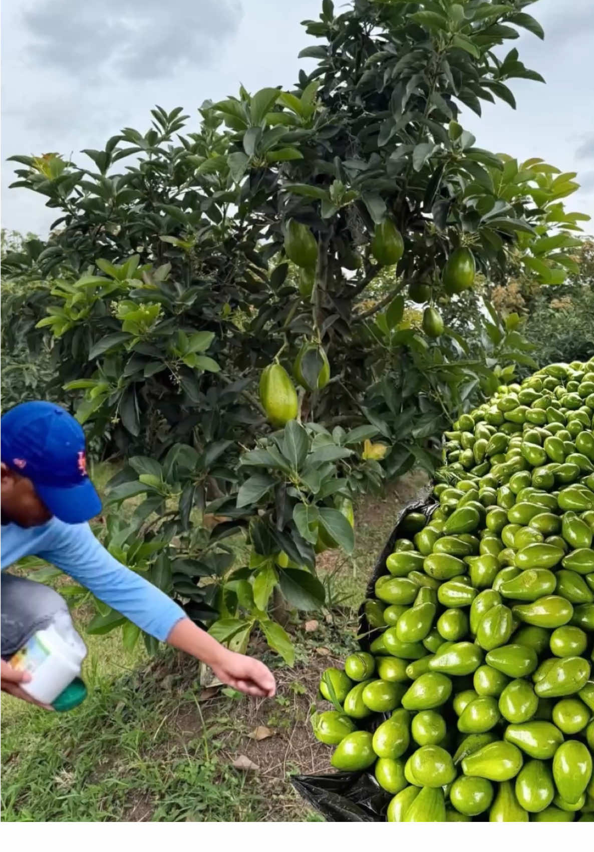 Cómo producir aguacates rápido #agucate #siembra #cosecha 