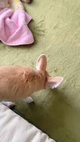 The fennec is a tiny desert fox. With its huge ears, it hears prey underground, survives the desert’s heat, and stays playful yet wild. #FennecFox #OnlyFennec #WildAndAdorableUSA  #DesertStar #FYP