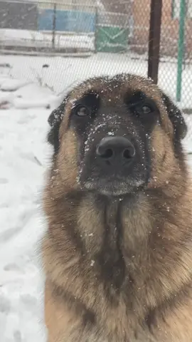 #dog #dogs #dogmom #dogsofttiktok #puppy 