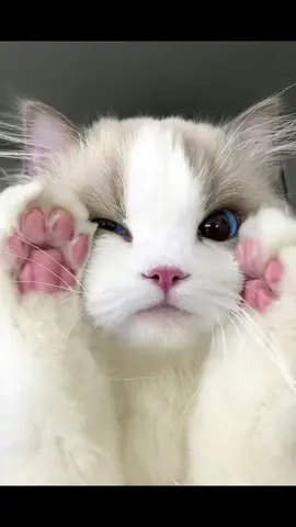 Kenalin gais kucing Ragdoll asal dari Amerika, sifatnya super lembut dan manja banget plus cantik bangettttttt 😍😍😍 #ragdollfacts #ragdoll #kucingcoklat239 