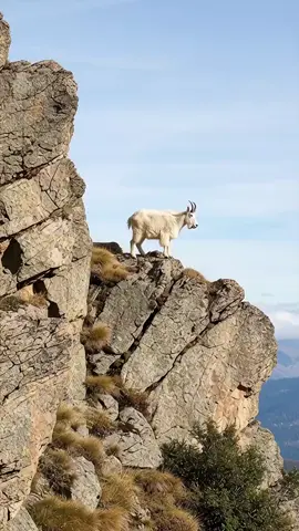 Mountain Goat Leap to the Shore