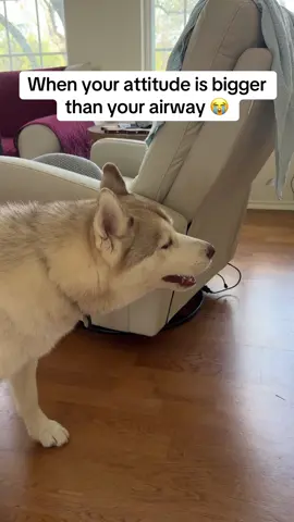 #creatorsearchinsights He barked so hard he choked on his own drama 😭🐺#husky #huskylife #dog #fyp 