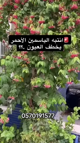 مزرعة مسك للزهور والأشجار الطبيعي  0570191577