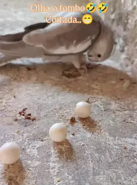 #loveparrots❤️❤️❤️❤️😀😀🦜🦜 #smartbirds🐦🐦 #smartparrots😍😍😍 #lovebirds❤️❤️ 