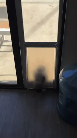 Save your sanity and buy yourself a doggy door! #doggydoor #puppy #frug 