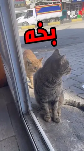 very very very very funny catتجميع ضحك مدمرة ههههههههه خدلك ضحكه مع اسامه خدلك ضحكه مع اسامه خدلك ضحكه مع اسامهfunny funny funny funny funny cat videosfunny videos animals cats and dogsfish videos catsfunny animal videos try not to laugh catsfunny cat and dog videos funny animals lifevery very very very very very funny cat videosfunny videos of dogs and animalsقطط ريا وسكينه very very very very very very funny cat videosfunny cat and dog videos funny animals lifeههههه فديوهات حلال فيها النت 😂 #FAKE_VIDEO  #funnyفديوهات مش خسارة فيها النت 😂عالم ملحوس مواقف مضحكه فشخ   حيوانات مضحكه متكلمه بتفكر بنفس طريقه الانسان وهتضحك من قلبك علي كلامها الي كله ضحك لانها ليها قلب وعقل وكل ما تحلم بيه وقطط كلاب اسود فيل سيد قشطه خرتيت الغابه مليانه ما بين حيوانات بريه متوحشه واليفه وطيور وجوارح ومفترسين هنجبلك الموقف وتسمع الحيوان بيقول ايه هنفكر بعقله ونتكلم بلسانه وبرضه البحار مش هننساها وفيها قرش وحوت وسمك  وخدلك ضحكه مع اسامه الضحك  #زرافه #مواقف_كوميديه #السعوديه        #      كوميديا_مصري            # لؤي                             #   مش خسارة فيها النت 😂Hahaha, videos that are permissible on the Internet        Videos that are not lost on the Internet, funny situations and snoring, funny talking animals that think in the same way as humans, and you will laugh from your heart at their words that are all funny because they have little cats, dogs, lions, elephants, hyenas. The forest is full of wild and domesticated animals, birds, raptors, and predators. We will bring you the situation and you will hear what the animal is saying. We will think with its mind and speak with its tongue and with its soul, the seas. We will not forget it. And there are     _and_funny_situations   # Strange_situations                 funny videos of dogs and animalsHahaha, videos that are permissible on the Internet        Videos that are not lost on the Internet, funny situations and snoring, funny talking animals that think in the same way as humans, and you will laugh from your heart at their words that are all funny because they have little cats, dogs, lions, elephants, hyenas. The forest is full of wild and domesticated animals, birds, raptors, and predators. We will bring you the situation and you will hear what the animal is saying. We will think with its mind and speak with its tongue and with its soul, the seas. We will not forget it. And there are     _and_funny_situations   # Strange_situations                 رغم اني بضحك الناسههههه فديوهات حلال فيها النت 😂    مش خسارة فيها النت 😂عالم ملحوس مواقف مضحكه فشخ   حيوانات مضحكه متكلمه بتفكر بنفس طريقه الانسان وهتضحك من قلبك علي كلامها الي كله ضحك لانها ليها قلب وعقل وكل ما تحلم بيه وقطط كلاب اسود فيل سيد قشطه خرتيت الغابه مليانه ما بين حيوانات بريه متوحشه واليفه وطيور وجوارح ومفترسين هنجبلك الموقف وتسمع الحيوان بيقول ايه هنفكر بعقله ونتكلم بلسانه وبرضه البحار مش هننساها وفيها قرش وحوت وسمك  وخدلك ضحكه مع اسامه الضحك 