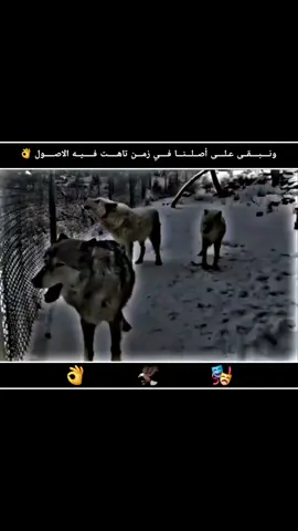 #تصميم_فيديوهات🎶🎤🎬 #صِےـلےـوِحًےـ،،،، #مصمم؛ 