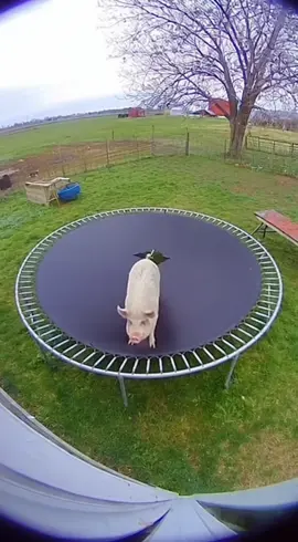 Piggy gets caught #pig #farm #farmanimals #cute #fyp 
