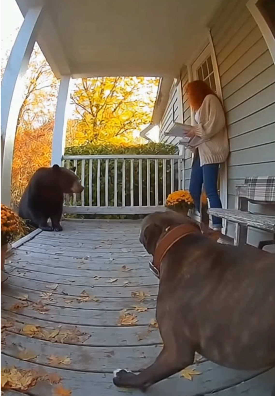 Pitbull Vs Bear To Protect The Owner ! 