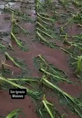 San Ignacio, Misiones | Campos afectados por los vientos fuertes y granizos de las tormentas de la madrugada. 12/10/2025 13:24#mE#paratiiiiiiiiiiiiiiiiiiiiiiiiiiiiii #paraguayoporelmundo🇵🇾🇪🇦 
