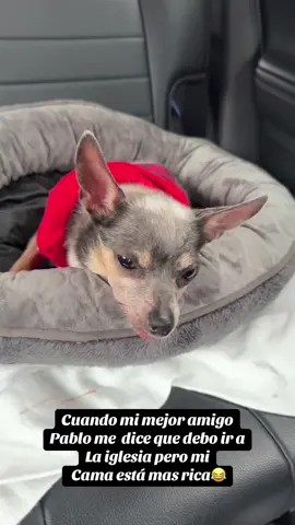 #risa #fyp #paratii @PASTORA CLAMANDO POR TU FAMILI #dogs 