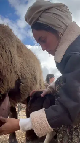 עונת ההמלטות הגיעה 🐏 היום כשהגעתי לחווה ראיתי שני טליים חדשים ומתוקים יאיר אמר לי שהם נולדו לפני שעתיים  ושלאחד מהם קשה לינוק והוא צריך עזרה 🤎 אז ניסינו ללמד אותו הוא עוד קצת מתקשה… אבל בסוף הוא הצליח 🥹⁩ #המלטות #חווה #ארץישראל #טלה #תאומים      