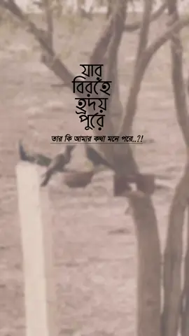 যার বিরহে হ্রদয় পুরে!! তার কি আমার কথা মনে পরে..?! #foryou #foryourpage #vairalvideo #unfrezzmyaccount #bdtiktokofficial🇧🇩 @TikTok Bangladesh 