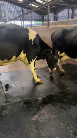 More afternoon milking nonsense 🤪  #fyp #cow #silly #farming #dairyfarming 