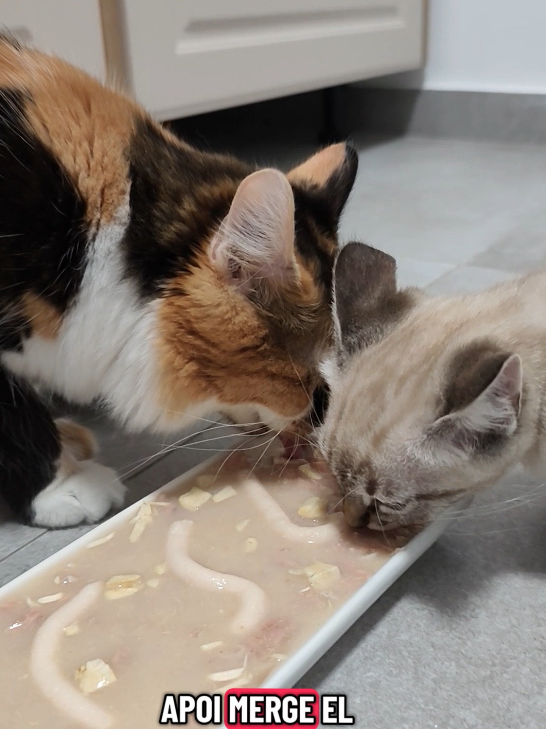 NU este sponsorizare, ci doar ce mananca in ultima vreme copiii mei si pur si simplu ADORA! #cats #catfood #wetfood #romania #adopted 