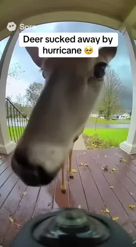 This deer got sucked away by the hurricane 😢 #sad #crazy #deer #ai #fyp 