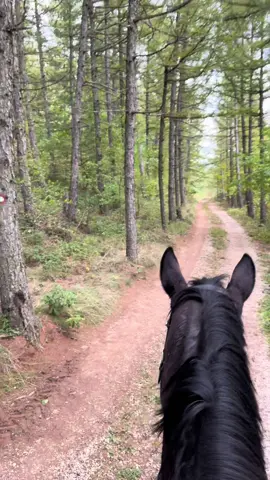🐴☘️