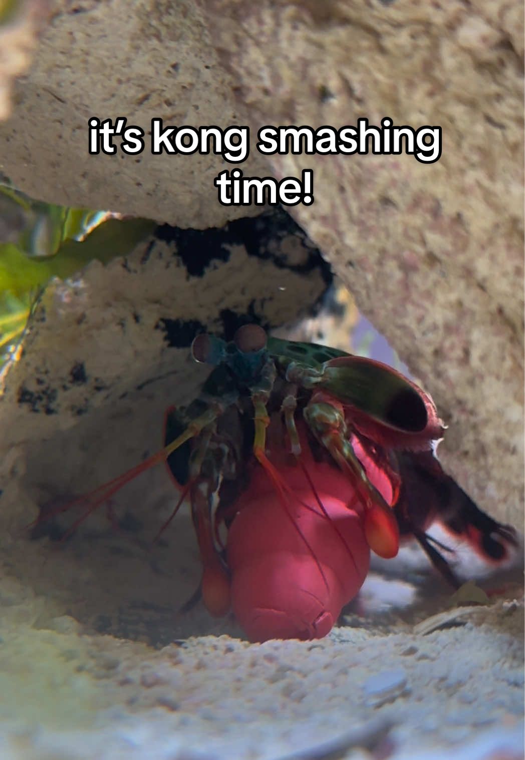 it’s kong time! 3D printed by @prash #ludothemantisshrimp #peacockmantisshrimp #mantisshrimp #kong 