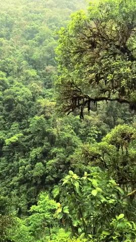 #perú🇵🇪 #selvaperuana #treeking #viral #kapo 🍀🌴🌿🏁