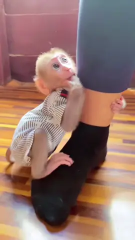 Adorable Little baby monkey playing with Mom #foryoupage🥰🥰😘 #videoviral🎤🎤🎧🇵🇪 #viral #monkey 