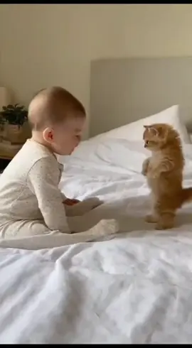 persahabatan yang baik dari kucing dan bayi #fyp #cat #baby 