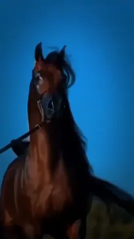 اشمخي يا نفسي ياللي كلها عزة وأنافة #عبدالله_السراهيد #عاشق_الخيل 