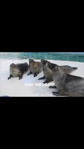 #тюлень #seal #bigseal @🦭𝓨𝓾𝓴𝓲🦭 🇬🇪⍢⃝⚽🗽⃢⃢🗿 @☦️🦭🦖 Юрский тюлень🦖🦭☦️ @☦️проваславный тюлень☦️ 