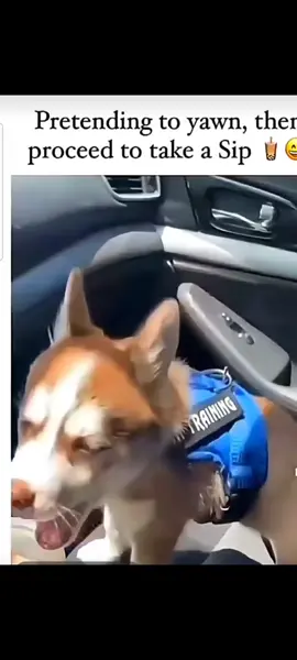 #foryoupage #fypシ #funny videos #funny videos 