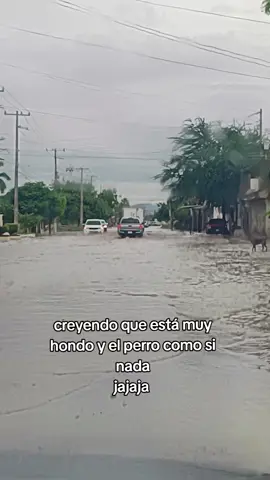 Nosotros no queriendo pasar por qué se miraba hondo y el #perro como si nada #inundaciones #cdobregon #ejercitonacional 
