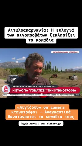 Η ευλογιά των αιγοπροβάτων έχει φέρει σε απόγνωση πολλούς κτηνοτρόφους, οι οποίοι βλέπουν τα κοπάδια τους να χάνονται, χωρίς να μπορούν να κάνουν τίποτα, ενώ λυγίζουν on camera. Πηγή: ALPHA | www.alphatv.gr #κτηνοτροφια #κτηνοτροφος #ειδησεις #gr #yournewsgreece 