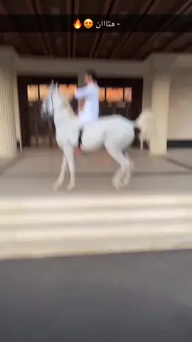 #هتان#الكسندر#حصان_عربي #ظهران_الجنوب_نجران #الخيل_من_خيالها 