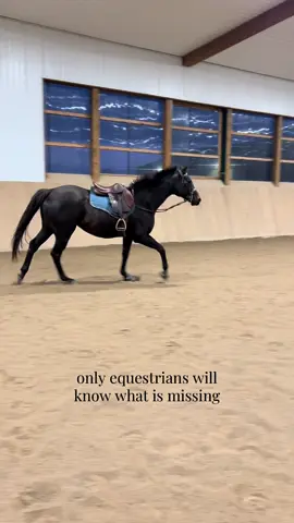 what is missing from this lunging session? #ottbsoftiktok #horsesoftiktok #lunge #equestrian #horseriding