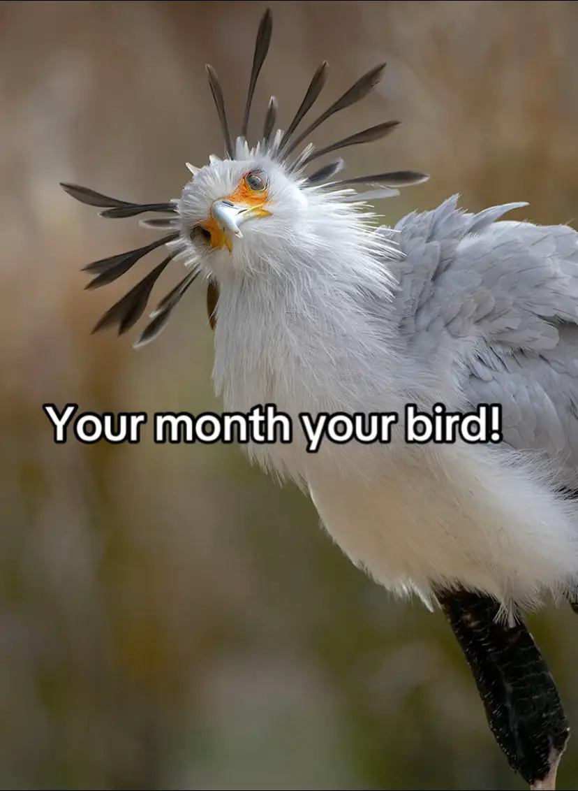 Always wanted to do this :)  #birds #yourmonth #nature #animals #cute 