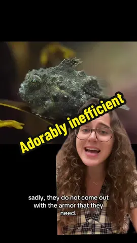 Got to love a spiny lumpsucker #fishtok #fishfacts #marinebiology #funfacts #ocean 