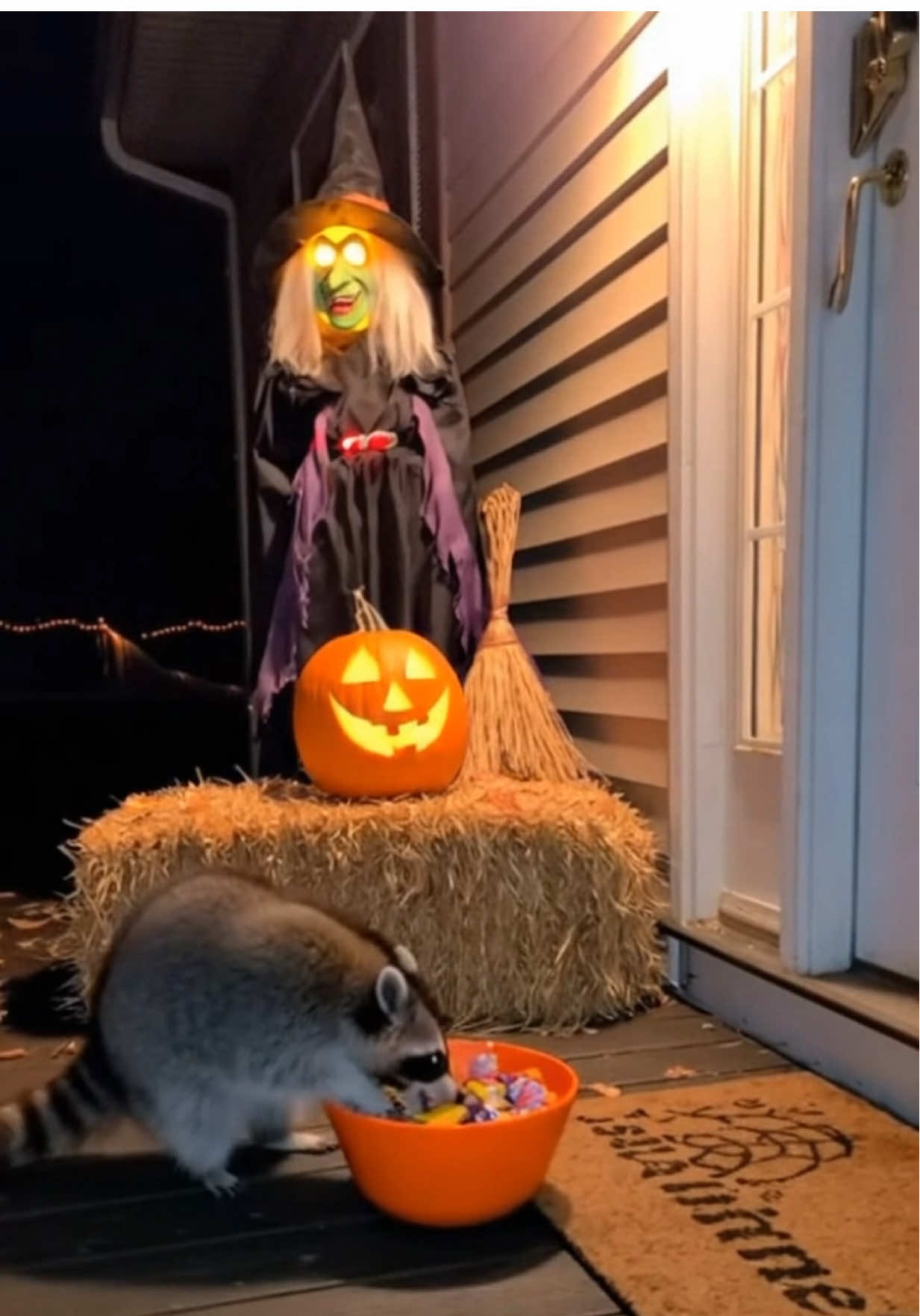 Raccoon candy thief gets instant karma #raccoon #caughtoncamera #halloween #scared #fyp 