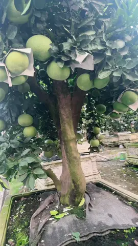 Một e nhỏ nhỏ xinh xinh